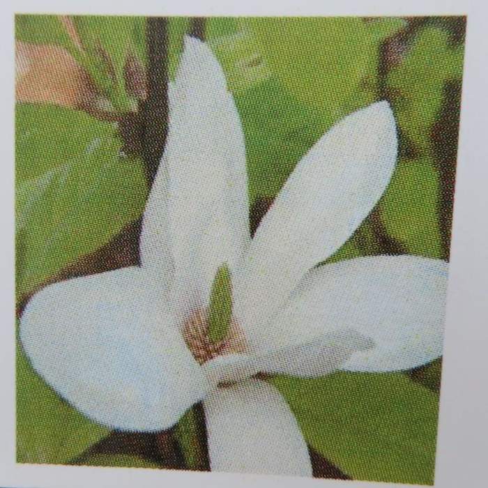 Magnolie Soulangeova 'Alba Superba' květináč 9 litrů