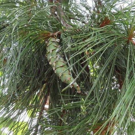 Borovice malokvětá 'Glauca' květináč 130 litrů