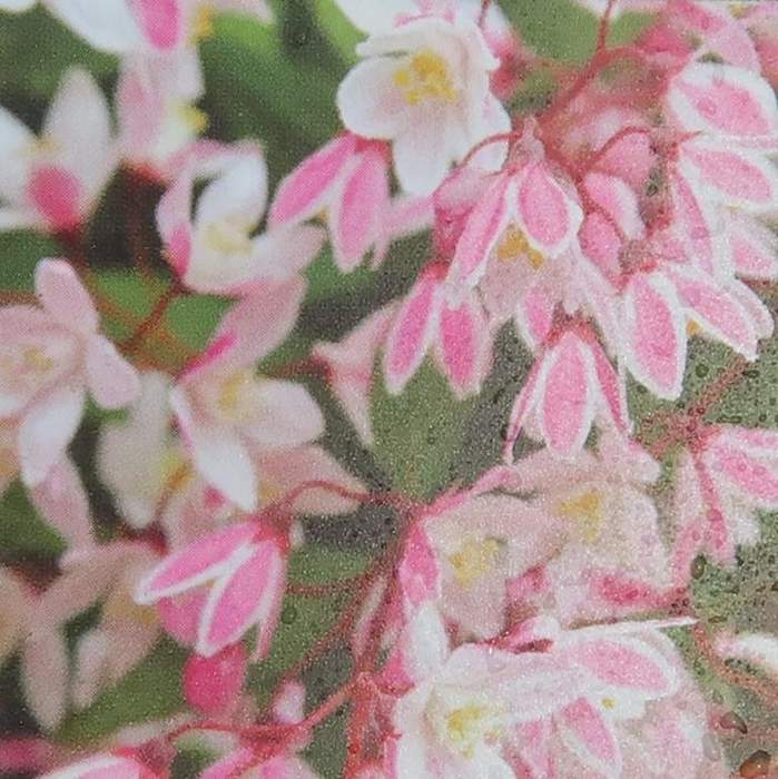 Trojpuk růžový 'Yuki Cherry Blossom' květináč 5 litrů