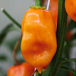 Paprika chilli Habanero 'Calita Orange' neroubované 10
