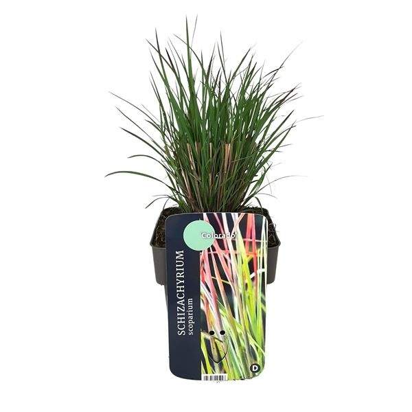 Schizachyrium 'Colorado' 2 litry GreenBaze