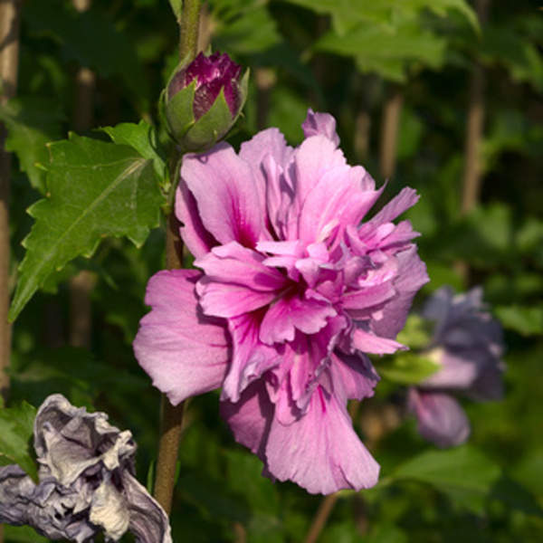 Ibišek syrský 'Magenta Chiffon' 9 litrů Capecchi