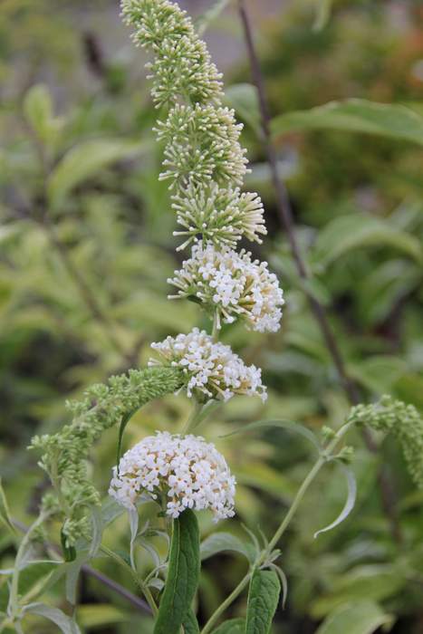 Komule Davidova 'White Profusion' květináč 2