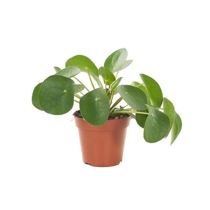 Pilea peřincová květináč 12cm IBH