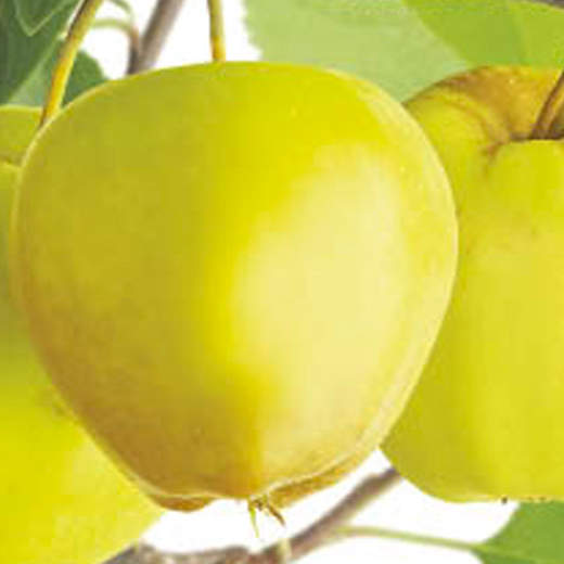 Jabloň 'Golden Delicious' květináč 6 litrů