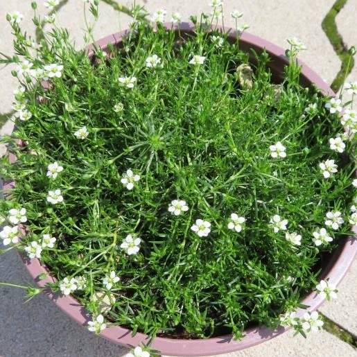 Úrazník šípovitý 'Moss Green' květináč 12cm Zahradnictví Líbeznice