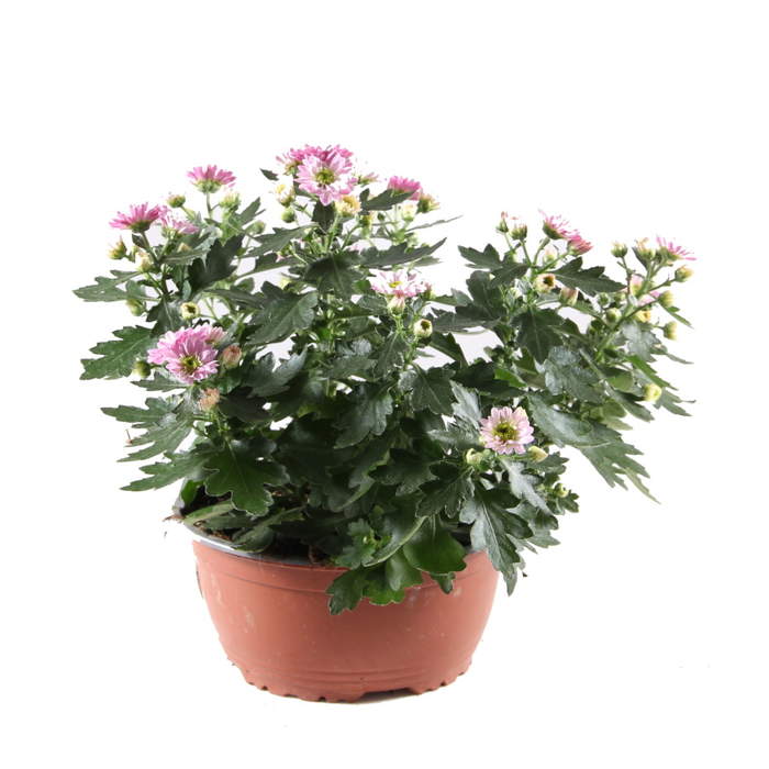 Chryzantéma mix miska 15cm CZ Flora