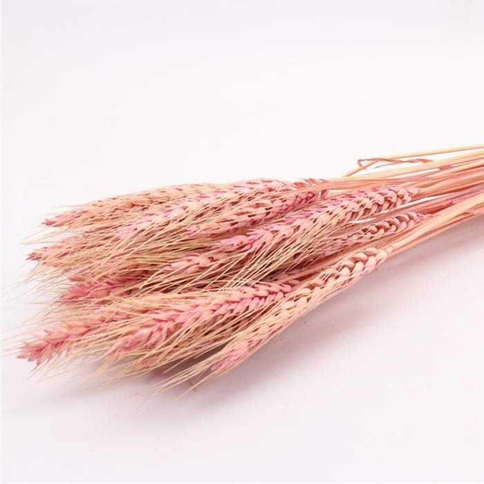 Sušina Pšenice barvená růžová 100g Heembloemex