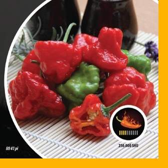 Paprika chilli Jamaican Rosso PIQUANT Nohel Garden