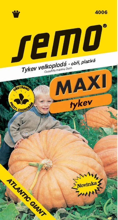 Tykev plazivá Atlantic giant MAXI SEMO