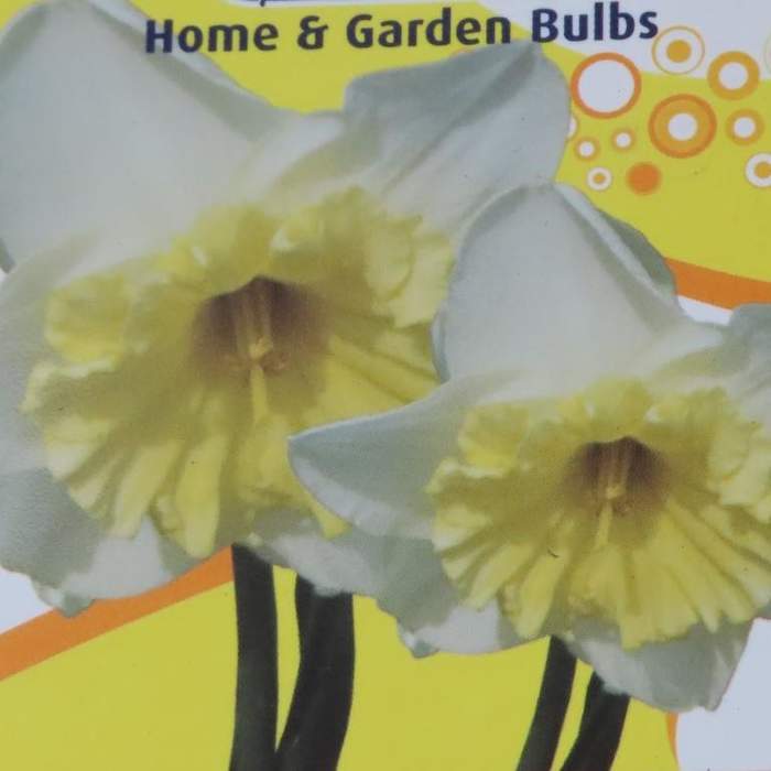 Narcis velkokvětý Mix miska 16cm IBH