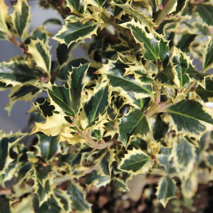 Cesmína ostrolistá 'Variegata' květináč 10 litrů