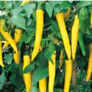 Paprika chilli 'Vectura Yellow' 10