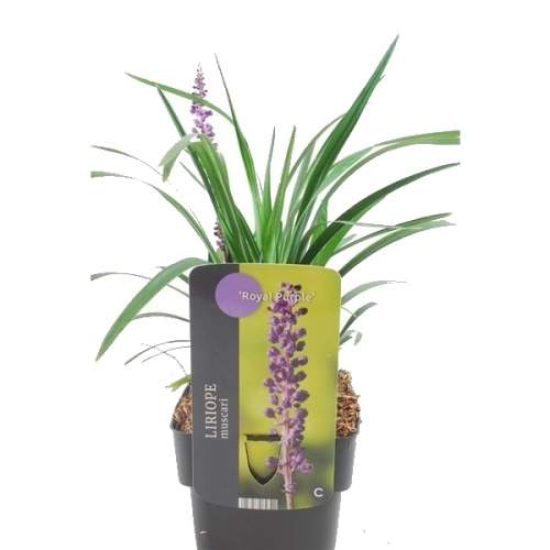 Liriope 'Royal Purple' 2 litry GreenBaze