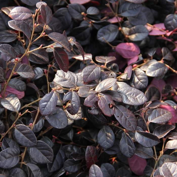 Loropetalum 'Black Pearl' 10 litrů Vannucci piante