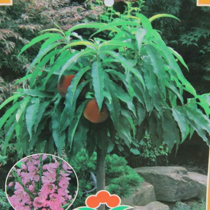 Broskvoň 'Nana Bonanza' květináč 10 litrů