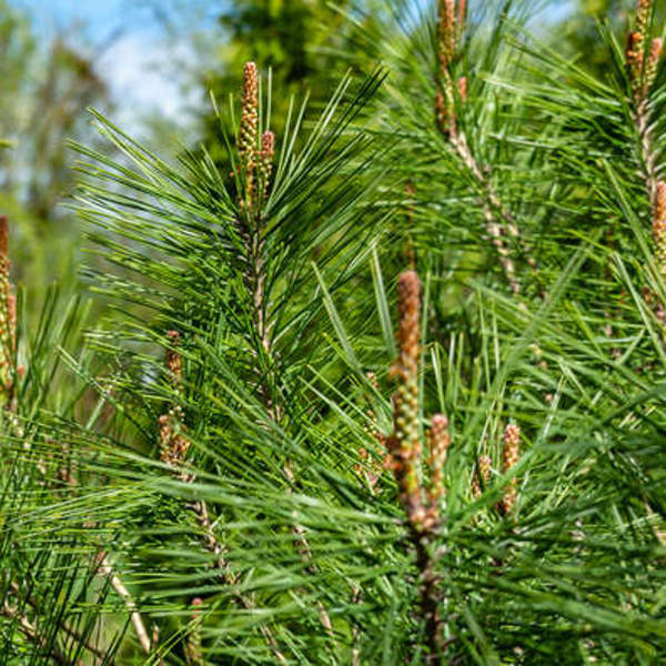 Borovice hustokvětá 'Umbraculifera' výška 40/60cm