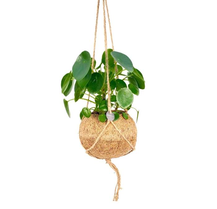 Pilea peřincová kokodama závěs 17cm IBH