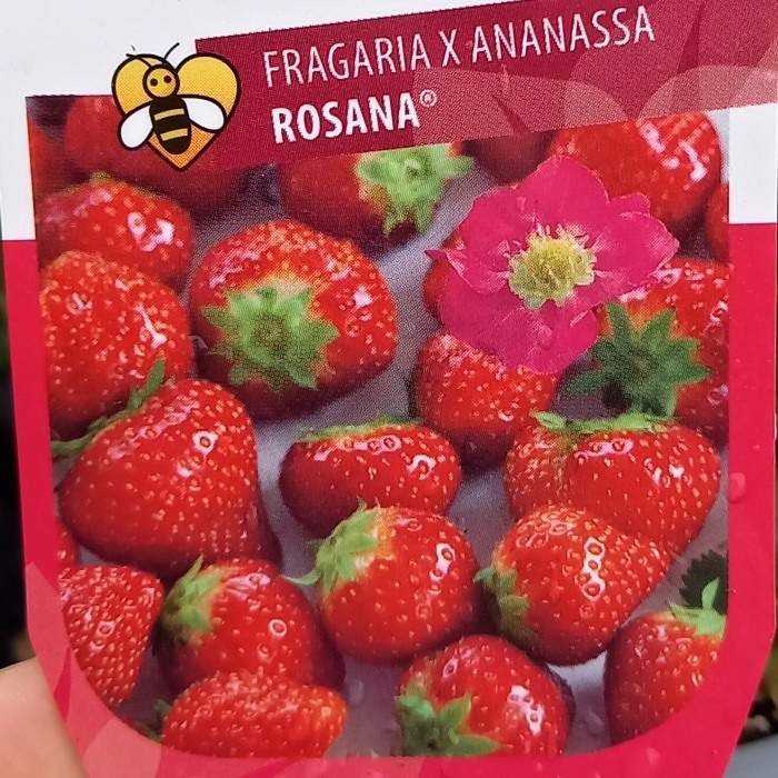 Jahodník stáleplodící 'Rosana' květináč 12cm Pereny Pešičková