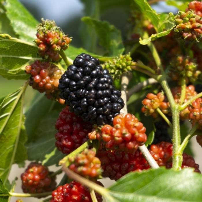 Moruše 'Mojo Berry' květináč 3 litry Matúšů Alena