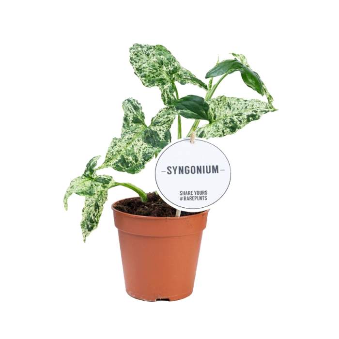 Syngonium 'Mottled' květináč 12cm IBH