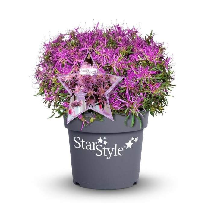 Pěnišník 'Star Style' květináč 10 litrů Heinje