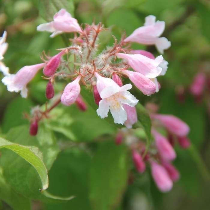 Kolkvície nádherná 'Pink Cloud' květináč 5 litrů Add Green BV