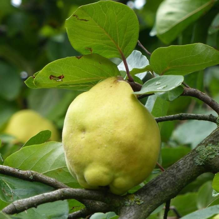 Kdouloň obecná 'Leskovačka' květináč 7