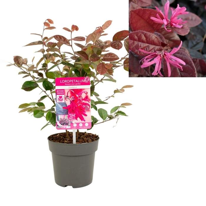 Loropetalum čínské 'Fire Dance' květináč 3 litry Add Green BV