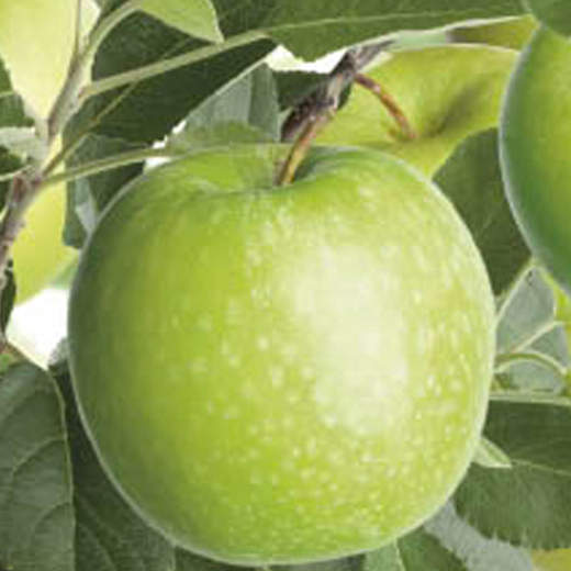 Jabloň 'Granny Smith' květináč 6 litrů