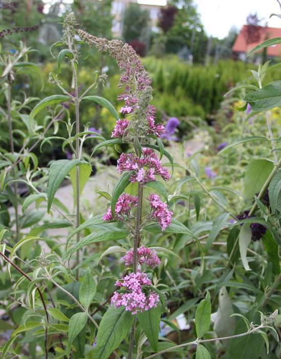 Komule Davidova 'Pink Beauty' květináč 2